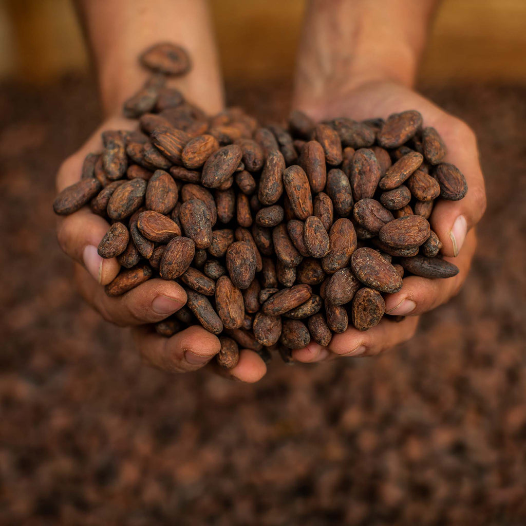 Bean-to-Bar: For the love of cacao beans.
