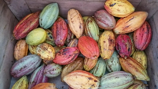 Unwrapping the Flavour: Bean to Bar Origins